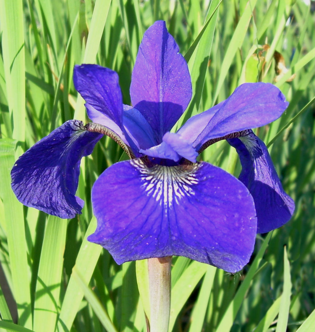 Caesar's Brother Siberian Iris Natorp's Online Plant Store